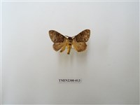 藏品(波斑毒蛾)的圖片